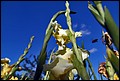 DSC05427.jpg