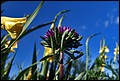 DSC05430.jpg