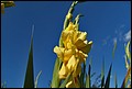 DSC05431.jpg