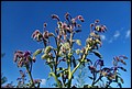 DSC05433.jpg