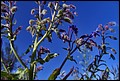 DSC05434.jpg