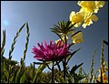 DSC05437.jpg