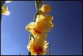 DSC05438.jpg