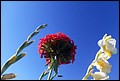 DSC05441.jpg