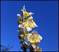 DSC05446.jpg
