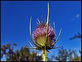 DSC05451.jpg
