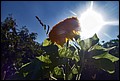 DSC05459.jpg