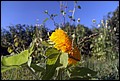 DSC05460.jpg
