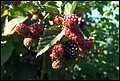 DSC05461.jpg