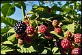 DSC05463.jpg