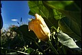 DSC05464.jpg