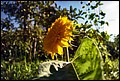 DSC05466.jpg