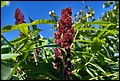 DSC05468.jpg