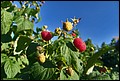 DSC05470.jpg