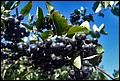 DSC05473.jpg