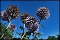 DSC05474.jpg
