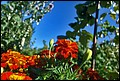 DSC05475.jpg