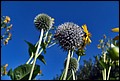 DSC05484.jpg