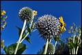 DSC05485.jpg