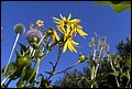 DSC05486.jpg