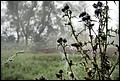 osty-jesienne-poprawione3.jpg