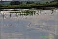 IMG_6976.jpg