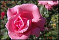 DSC07326.jpg