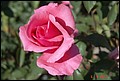 DSC07333.jpg