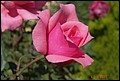DSC07335.jpg