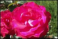 DSC07336.jpg