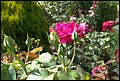 DSC07337.jpg