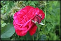 Obraz-06-08-2011 026.jpg